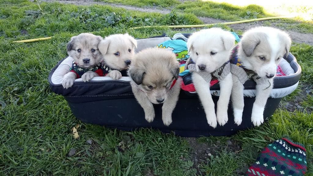 Cuccioli abbandonati nelle campagne, altri gettati come spazzatura cercano riscatto e amore