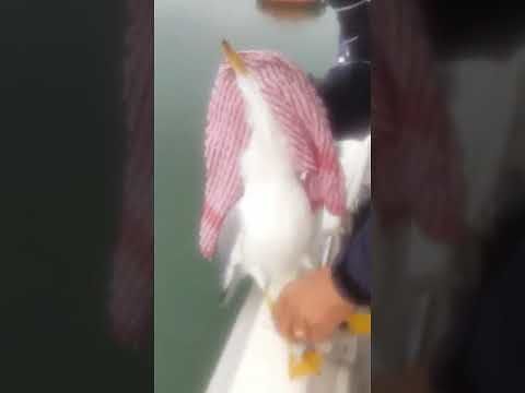 Un gabbiano in difficoltà salvato da due bravissimi pescatori cagliaritani: il bel gesto di Cristian e Claudio