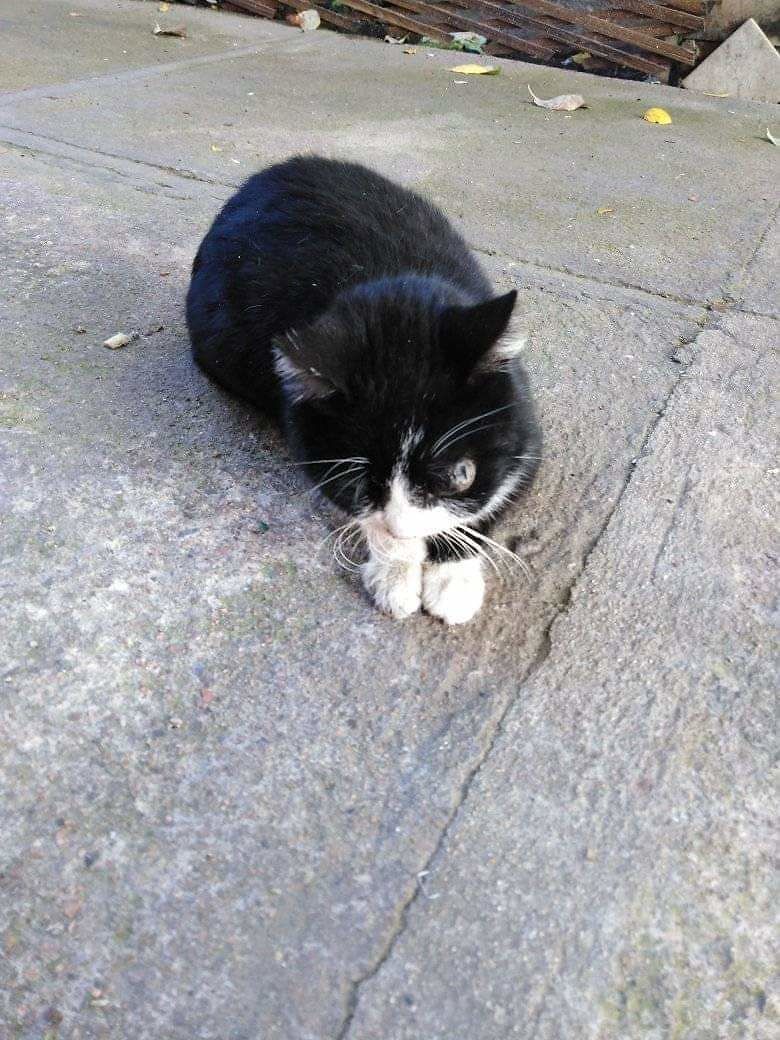 Crudeltà sugli animali: a Maracalagonis gatto lanciato in un cortile, perderà un occhio