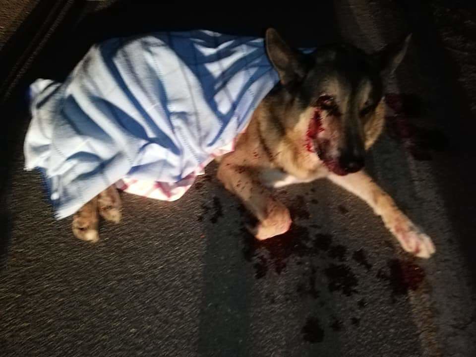 Quartu, cane investito e abbandonato sul ciglio della strada: lo sdegno sui social