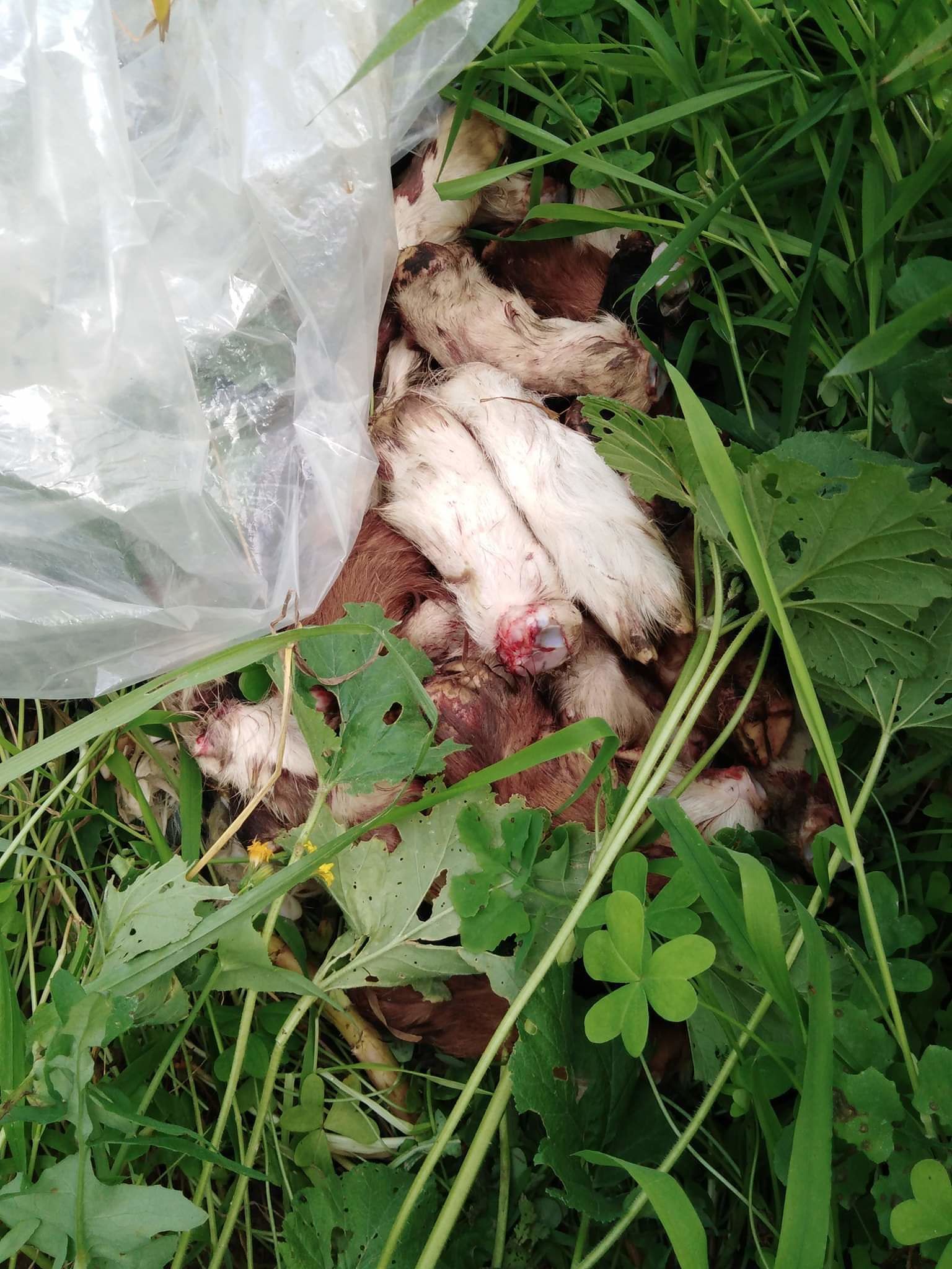 Zampe di agnelli sparse ovunque: l’inciviltà regna a Quartucciu in zona Sant’isidoro