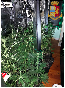 Iglesias, scoperta una serra di marijuana: 41enne arrestato dalla polizia