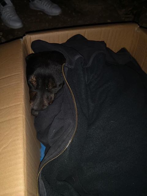 Cagliari, cagnetta incinta ritrovata in via Biasi: sos disperato per salvarla dal canile