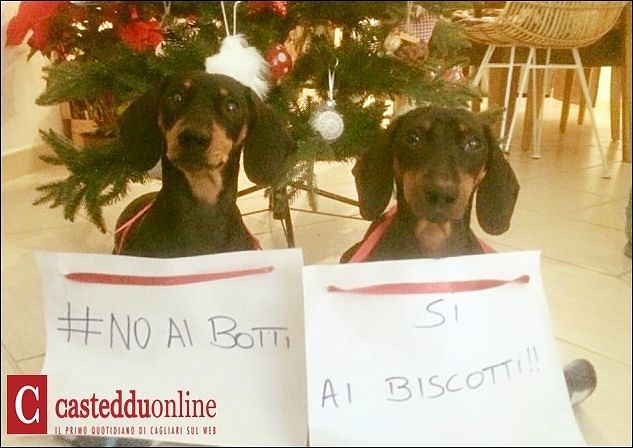 Cagliari, appello a Zedda: “Subito una ordinanza anti botti per non spaventare i cani”