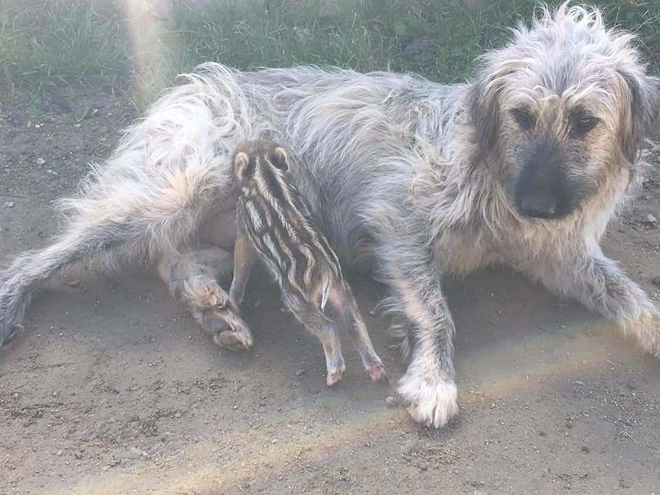 Il cinghialetto sardo non ha più la mamma, una cagnetta lo adotta e lo nutre