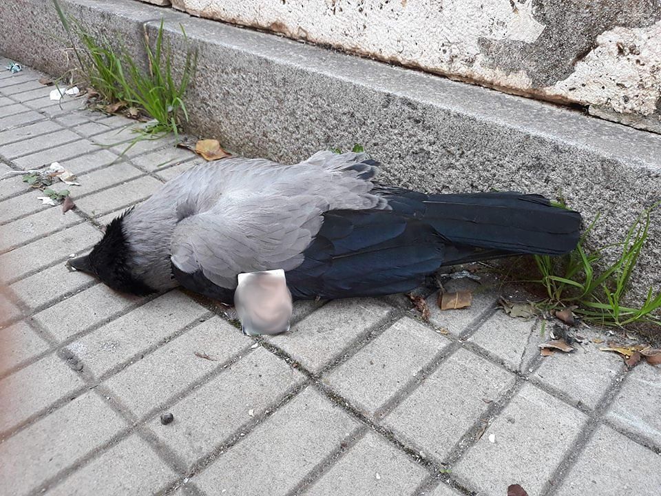 Cagliari, foto di un bimbo sopra una cornacchia sgozzata: “rito macabro” in piazza del Carmine