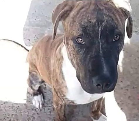 Piccolo pitbull cerca casa: “Facciamo iniziare l’anno in bellezza a questo cucciolone”