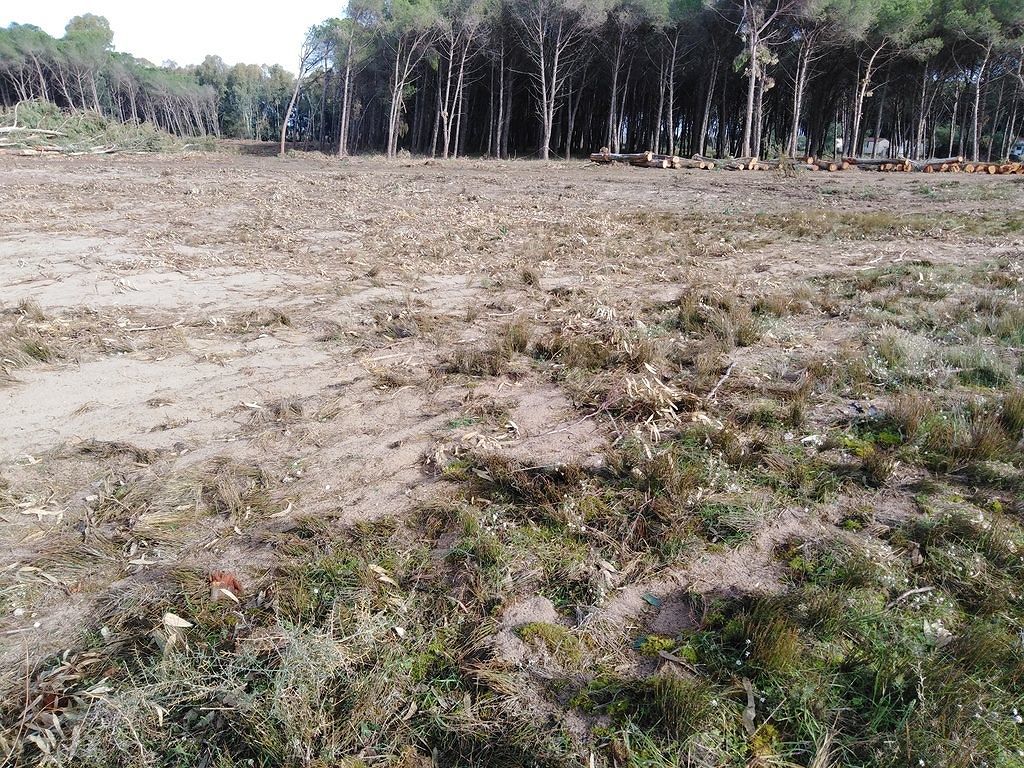 Torregrande, denuncia della Lipu: “Disboscamento nella pineta, giù gli alberi”