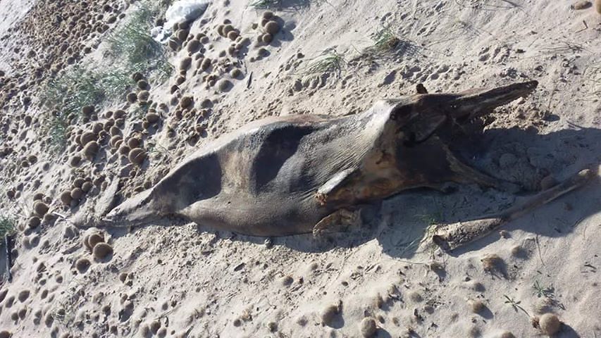 Povero delfino, morto e spiaggiato a Giorgino: la sua carcassa mimetizzata, come un rifiuto qualsiasi