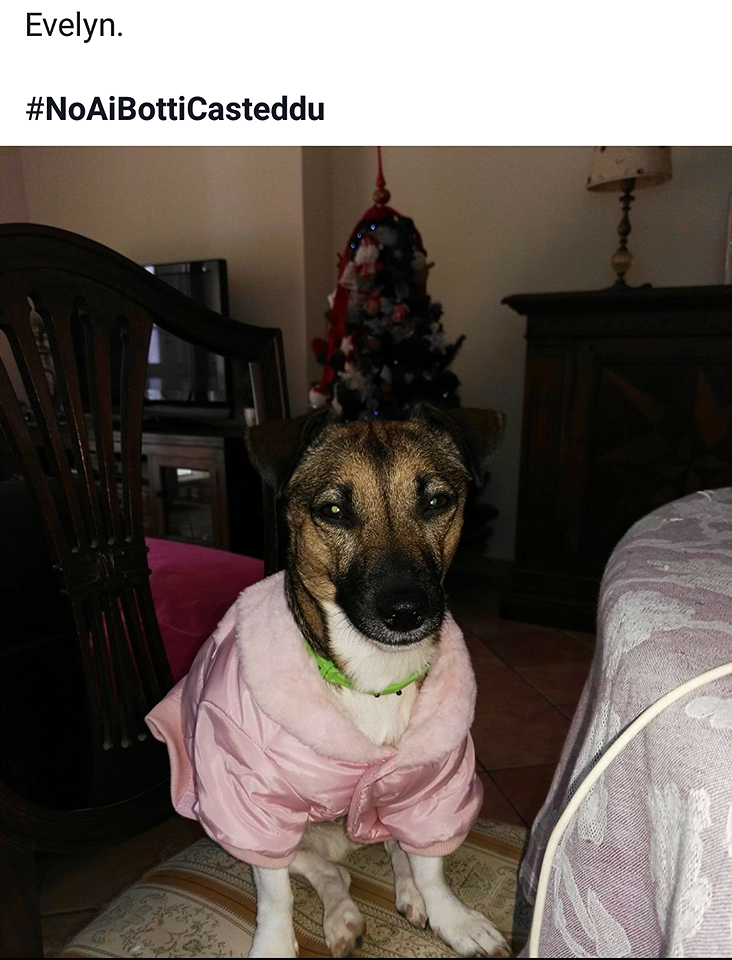 Evelyn di Quartucciu, sguardo dolce e un sogno per San Silvestro: “No ai botti, sì ai biscotti”