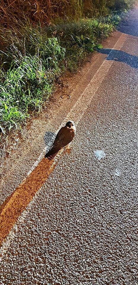Quartu, inciviltà verso gli animali: falchetto gettato dall’auto in viale Marconi