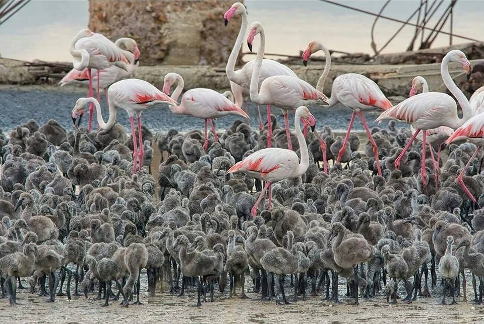 Cagliari, a Monte Urpinu la postazione per ammirare i fenicotteri e la magia di Molentargius