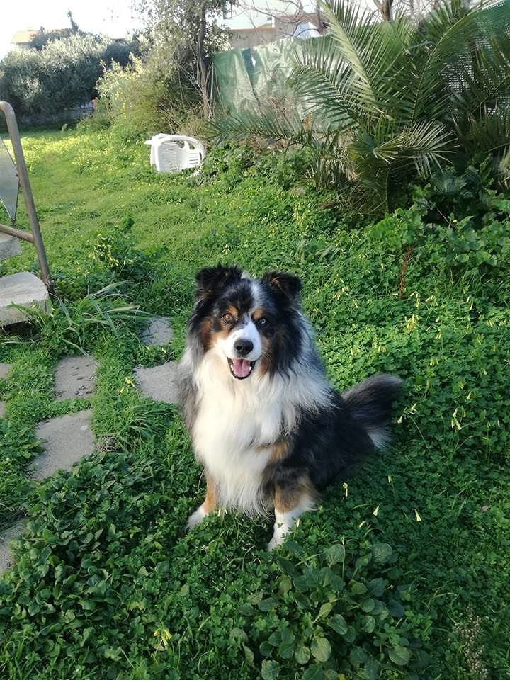 Villacidro, Hannibal è scappato di casa: ultimo avvistamento nella strada verso Cagliari