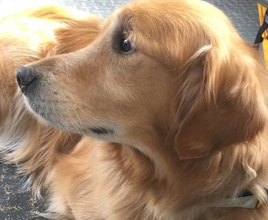 Cagliari, morto il cane guida dello spot del Ctm. L’azienda: “Ciao Jack. Vola sul ponte dell’arcobaleno”