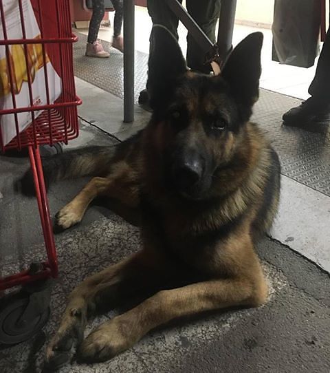 Flumini, sos per il cane lupo col collare a catena trovato davanti al market: aiutiamolo!