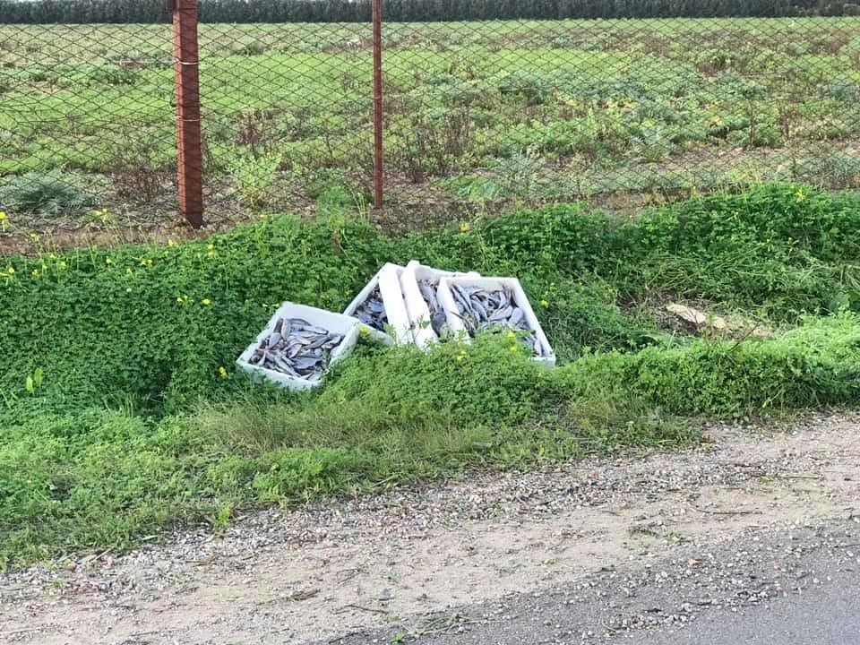 Assemini, cassette di pesci buttate a bordo strada a Natale: “Complimenti a questo incivile…”