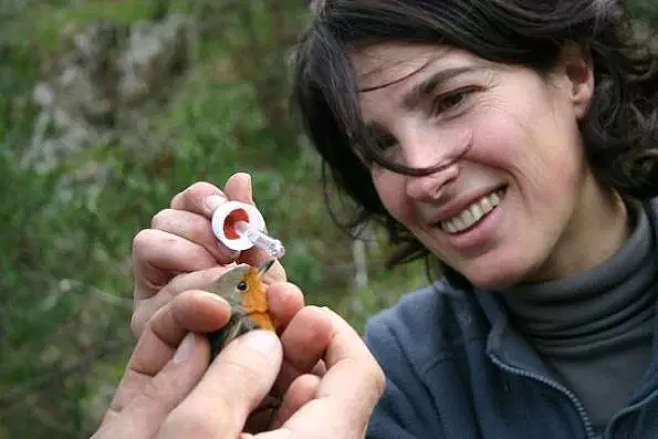 Sette Fratelli, stretta contro i bracconieri: scoperte oltre 150 trappole per gli uccelli, liberato un pettirosso
