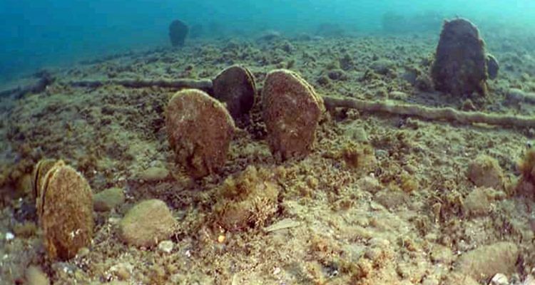 Moria di Pinna nobilis, la Regione stanzia 200mila euro