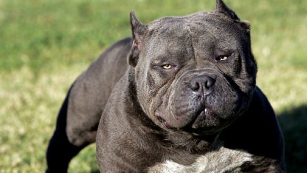 Choc a Selargius, pitbull azzanna a un braccio bambino di 5 anni: il piccolo è all’ospedale