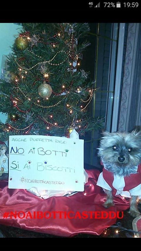 No ai botti, sì ai biscotti: Puffetta, la testimonial di Casteddu Online per un Capodanno senza danni agli animali