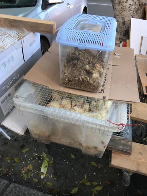 “Guardate come vendono pulcini e conigli in viale Trento: questo è maltrattamento di animali vivi”