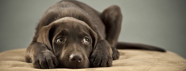 Botti di Capodanno, pericolo per gli animali: in molte città bando ai fuochi non autorizzati