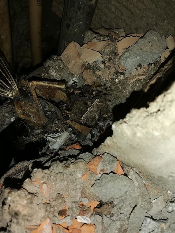 Sestu, orrore nelle case popolari: topi e carcasse di animali nei tubi