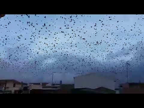 Assemini, le incredibili coreografie degli stormi: migliaia di uccelli danzano in cielo