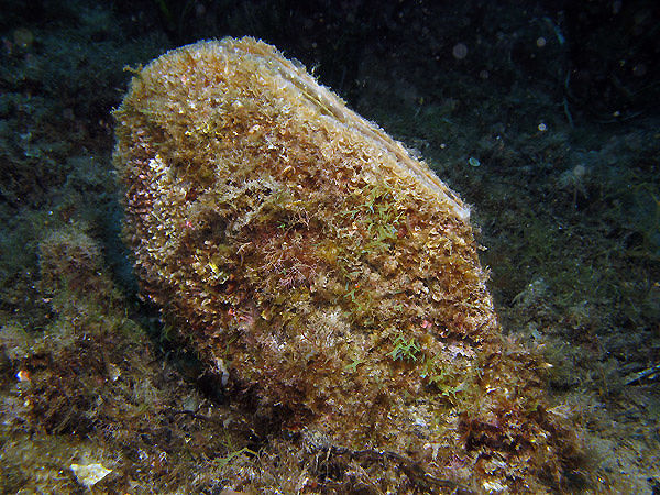 Sardegna, Paola Deiana in prima linea per la salvaguardia della specie marina “Pinna Nobilis”