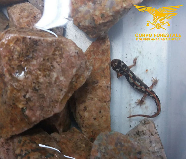 Animali in via di estinzione: a Tempio recuperato e liberato un esemplare di tritone sardo