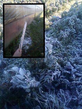 Il gelo “brucia” fave e carciofi nelle campagne di Uta: “Dopo tanto lavoro e sacrifici, ma non ci arrendiamo”