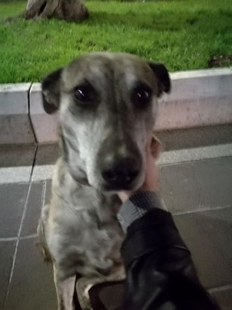 Pirri, cagnetta smarrita in piazza Italia: chi la riconosce?