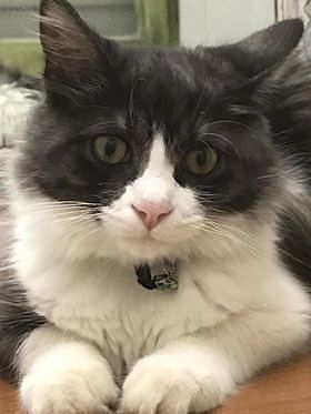 Horus è rimasto orfano e cerca casa: chi adotta questo bellissimo gattone?