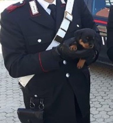 Jerzu, compra un cucciolo sul web ma è una truffa: due denunce