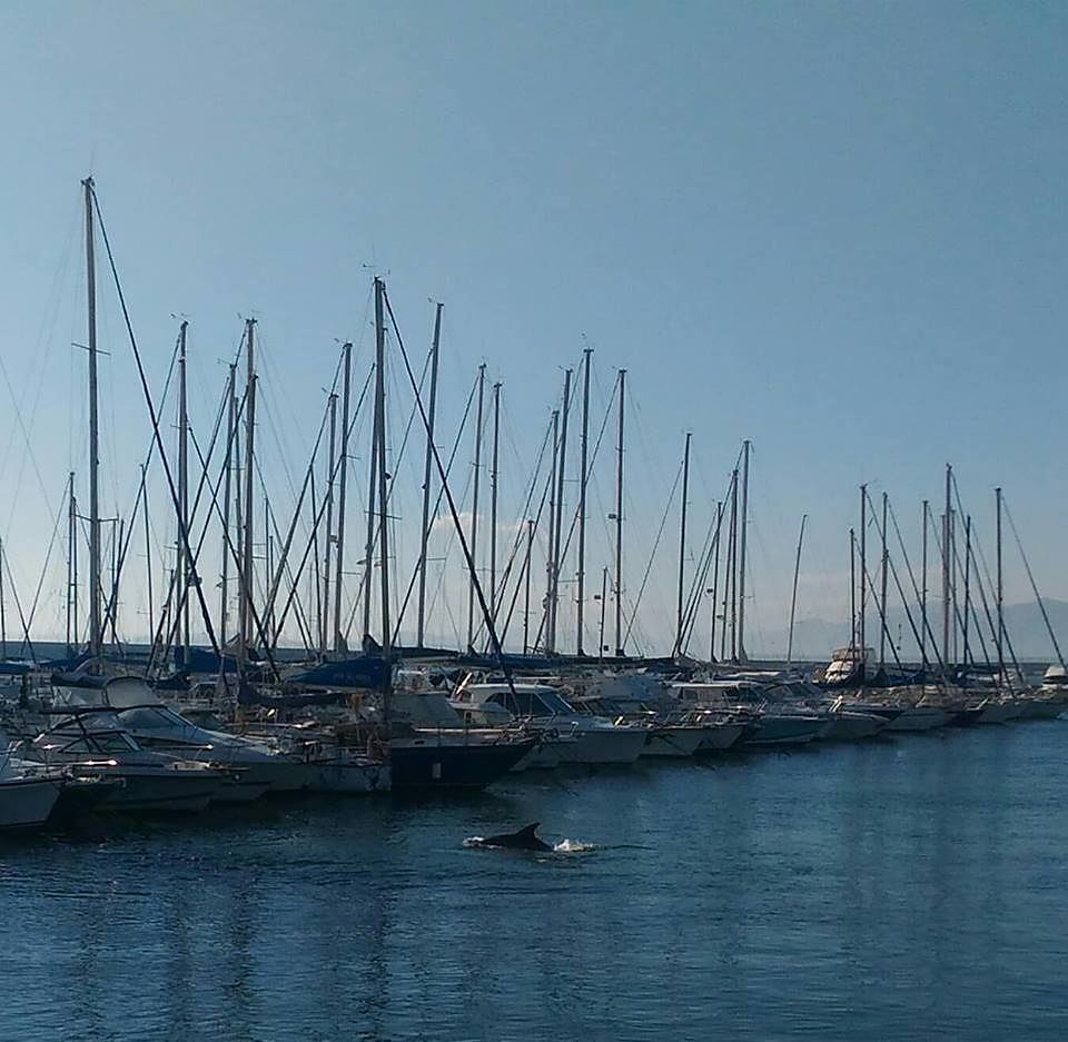 Cagliari, la magica danza di 2 delfini a Su Siccu: “Vicinissimi alla riva”