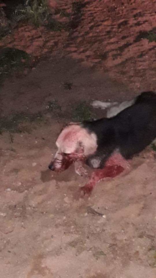 Orrore a Maracalagonis: cane bastonato, chiuso in un sacco e lanciato in una scarpata