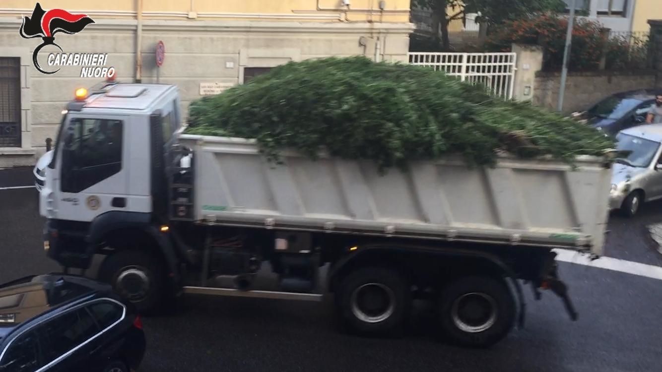 Nuoro, bilancio delle attività dell’Arma: il 2018 l’anno dei sequestri record di marijuana