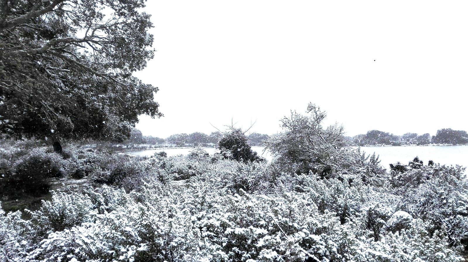 La magia della neve in Sardegna, la Giara di Gesturi avvolta di bianco