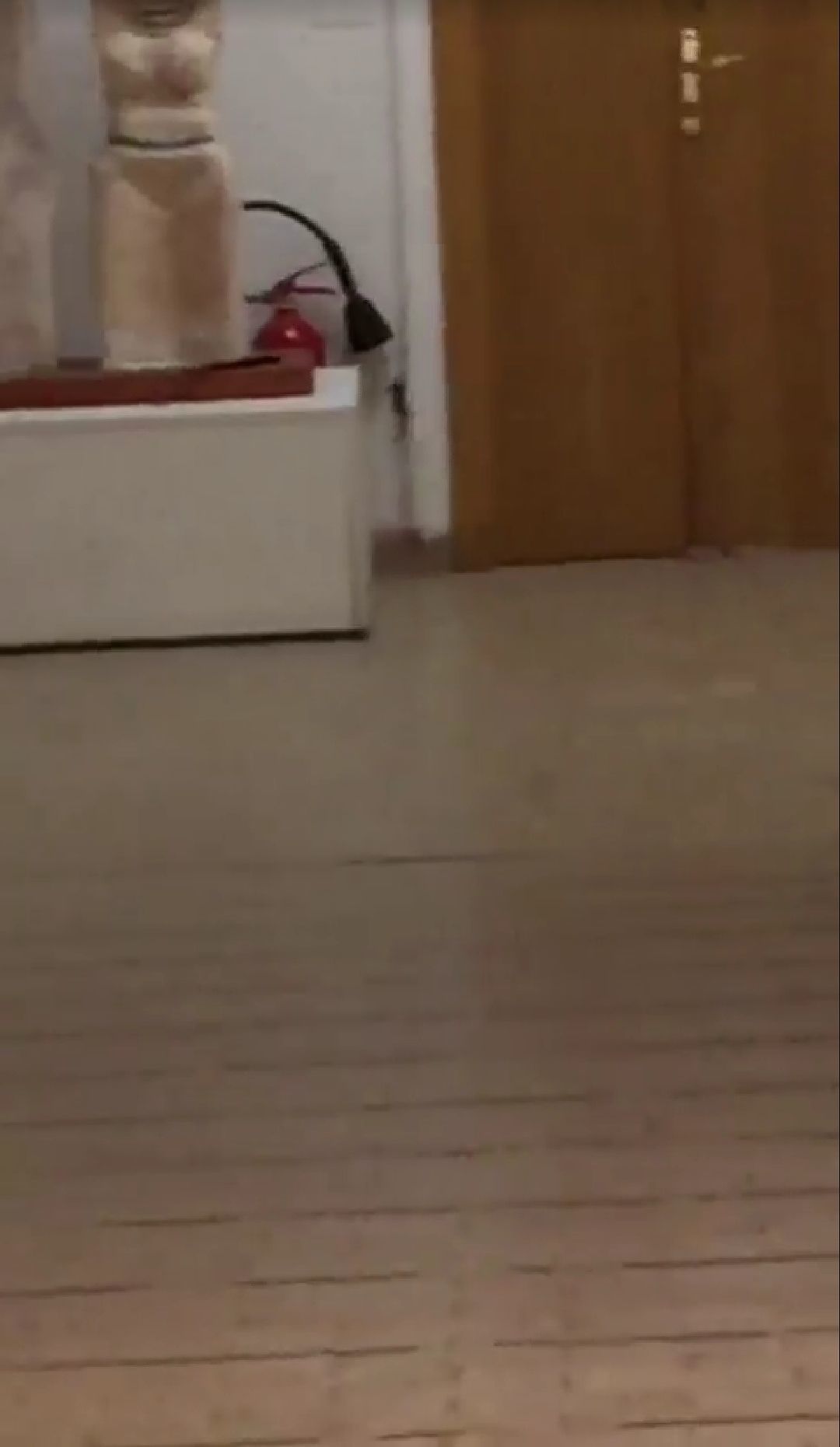 Nuoro, un topo si aggira per il Liceo Artistico: il video diventa virale