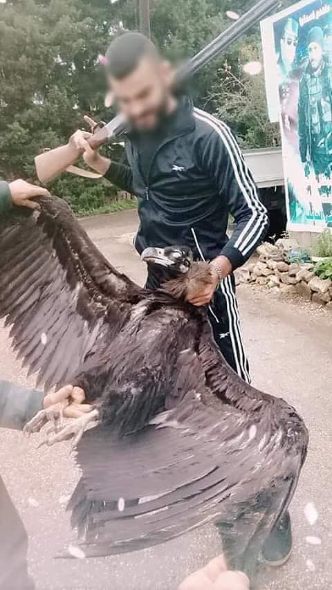 Avvoltoio monaco ucciso in Libano: “Il cacciatore posa orgoglioso con la sua preda, quanta indignazione”