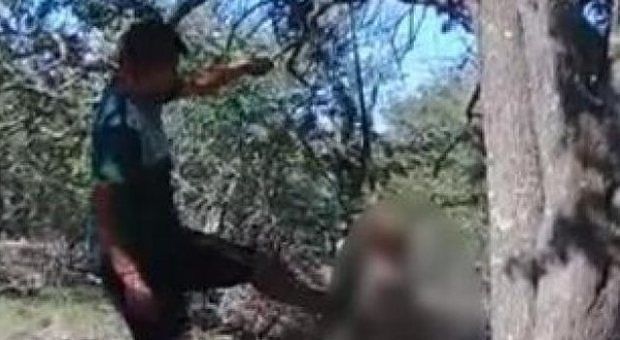 Appende il cane a un albero e poi lo uccide a calci: “Non mi faceva dormire la notte”