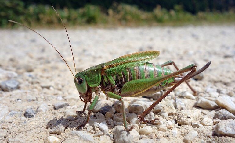 Un enorme sciame di locuste invade la Mecca: i video spopolano sui social