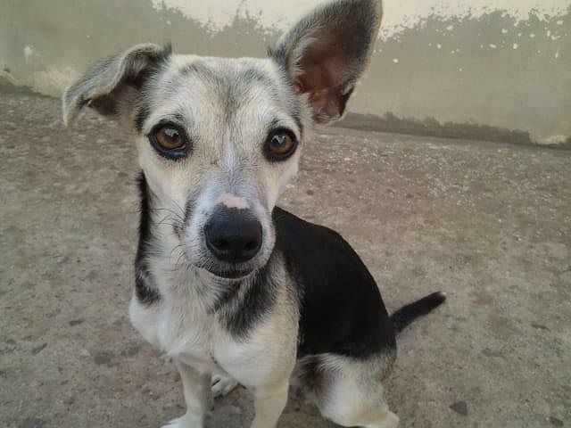 Dora, piccola meticcia di tre anni, è scomparsa da Sestu: l’sos disperato dei padroni