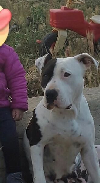 Aysha, dolcissimo pitbull smarrita a Serramanna: chi l’ha vista?