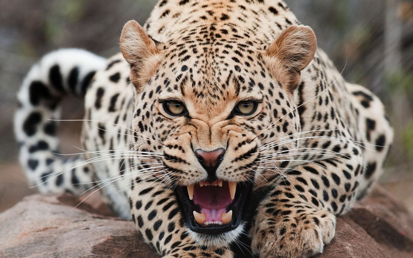 Orrore in India, bimba di 3 anni sbranata da un leopardo