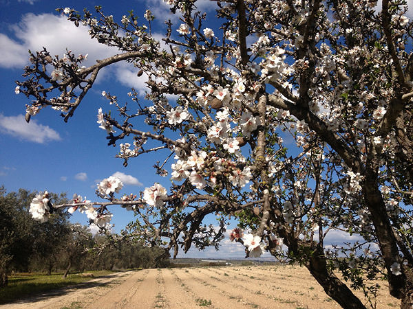 Copagri Sardegna, ampi spazi per la mandorlicoltura nell’Isola