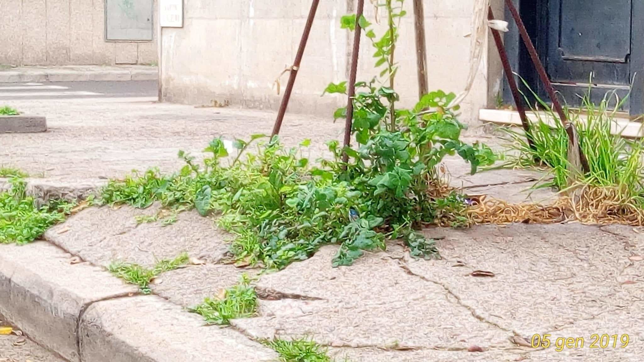 Quartu, così si segnala il dislivello nel marciapiede: ferri di ripresa piantati nel suolo