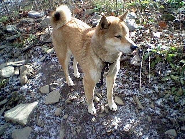 La triste storia del cane Simba, morto di stenti dopo tre giorni intrappolato in una gabbia anti-volpi