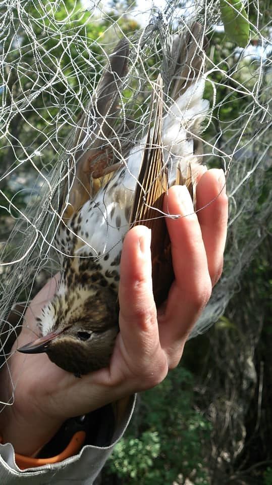 “Castiadas e Villasimius, uccelli uccisi con sofferenza atroce: Sud Sardegna maglia nera nel bracconaggio”