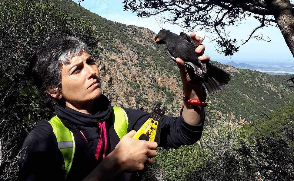 I volontari Lipu rimuovono nel Sud Sardegna oltre 1100 trappole dei bracconieri